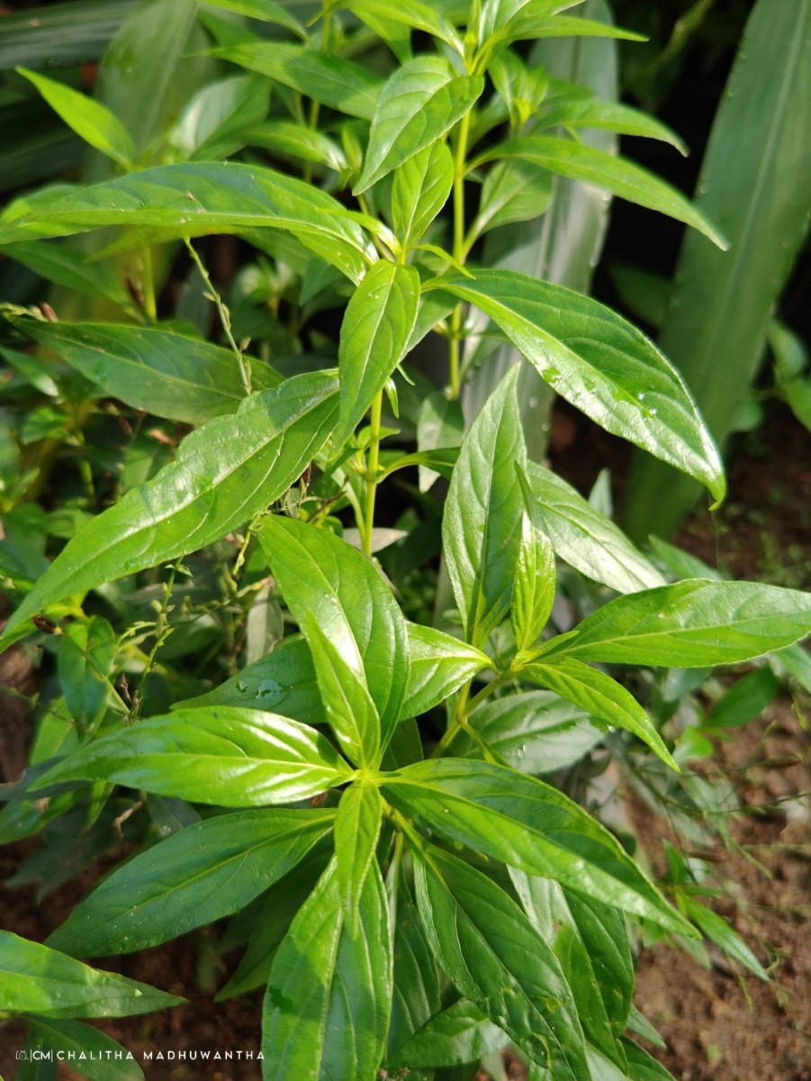 Andrographis paniculata (Burm.f.) Nees
